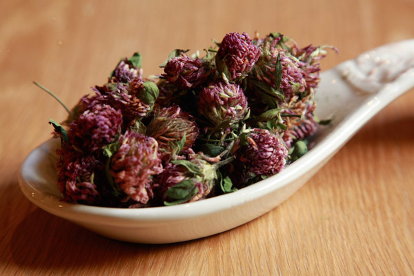 dried red clover