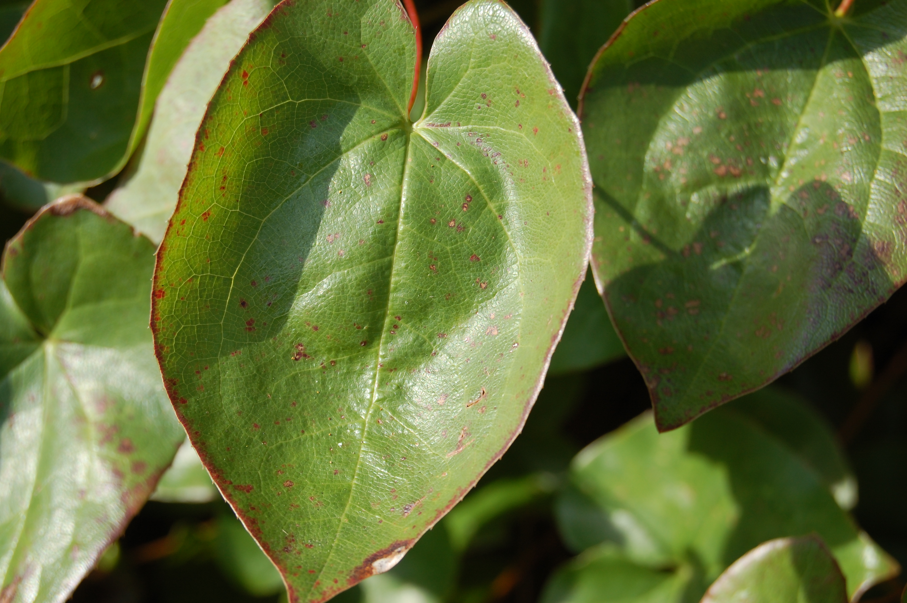 epidmedium leaf